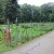 Homeowners' Gardens